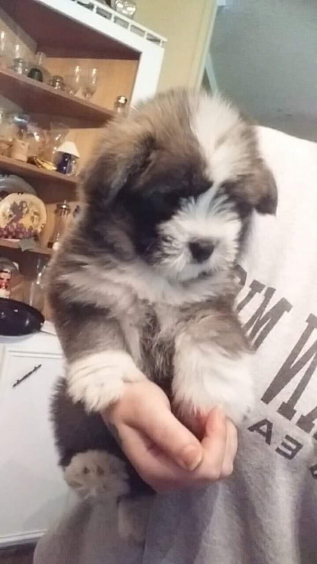 husky and shih tzu mix