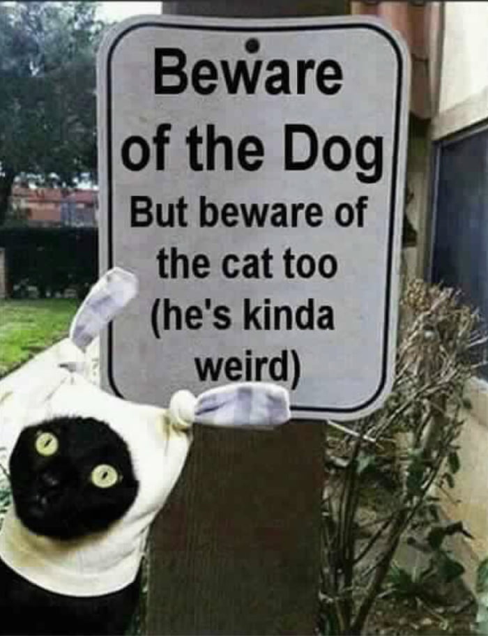 Beware of the cat