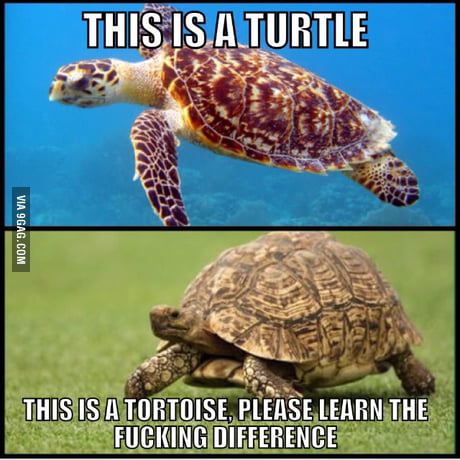 greenmeme - 9GAG