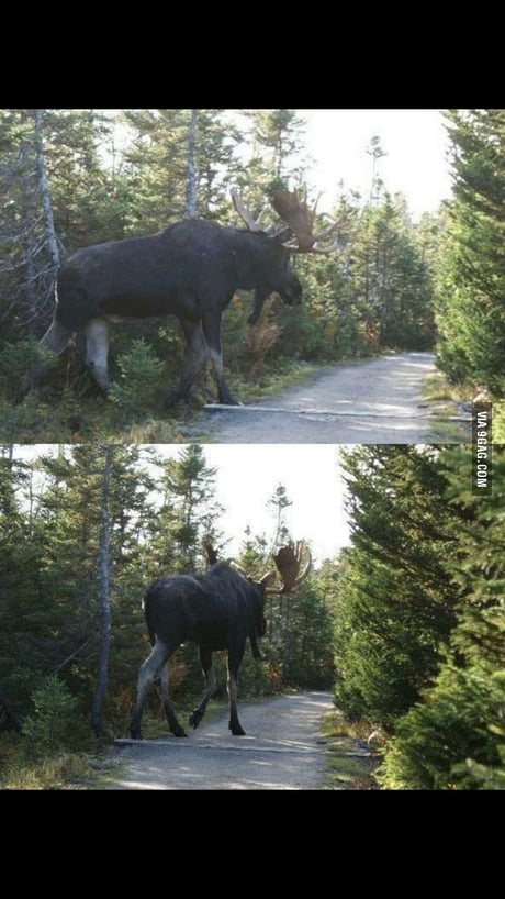 biggest moose