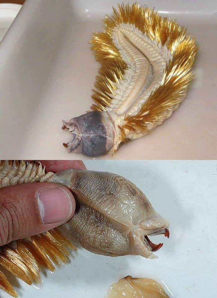 The Antarctic Worm: Eulagisca gigantea. "Judging by the size of the jaws, is a predator, but its diet is unknown, and very little is known about its biology."