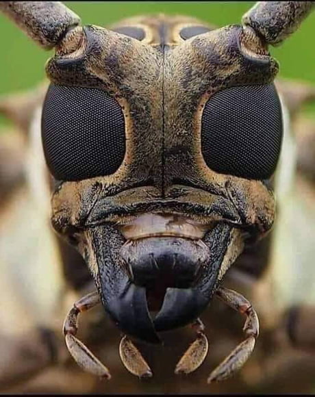 Photograph Of The Face Of A Bee Taken With A High Resolution Camera 9gag