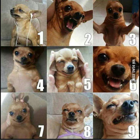 On The Chihuahua Scale How Are You Today 9gag