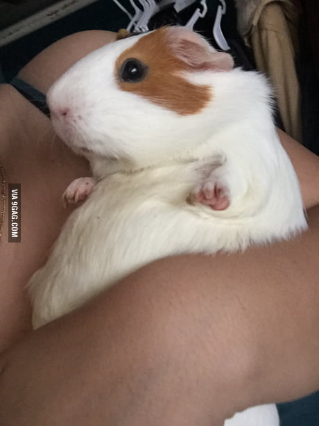 chubby guinea pig
