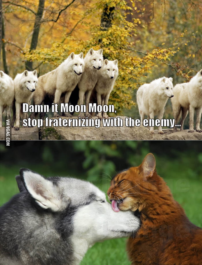 Damn it Moon Moon!!! - 9GAG