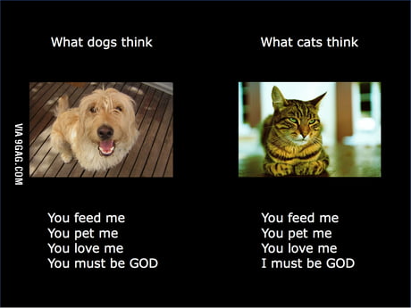 what is difference between dog and cat