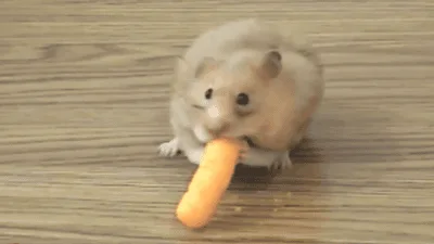 Can hamsters eat cheetos hotsell