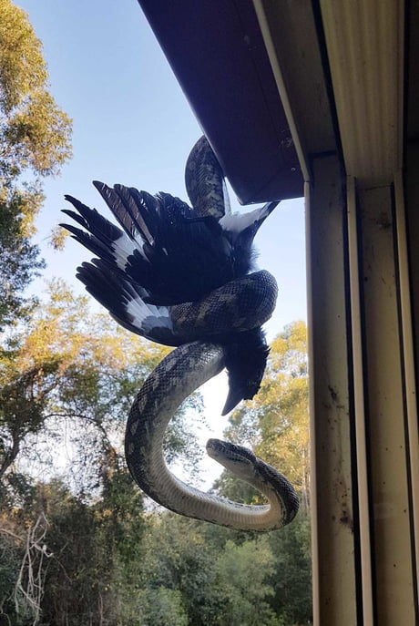 Owner heard some noises on the roof