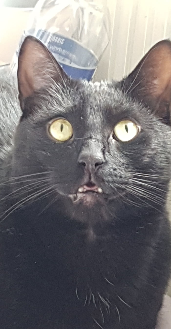 When the catnip hits just right