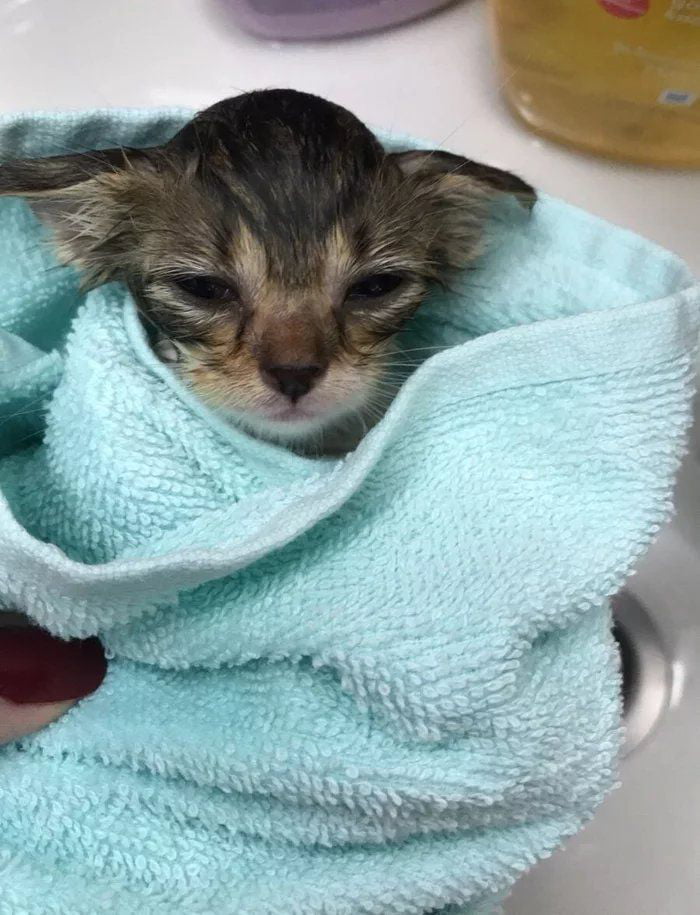 "The master gave towel to dobby"