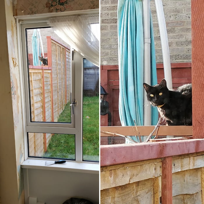 Cat judges me while I was peeling off wallpaper in my living room