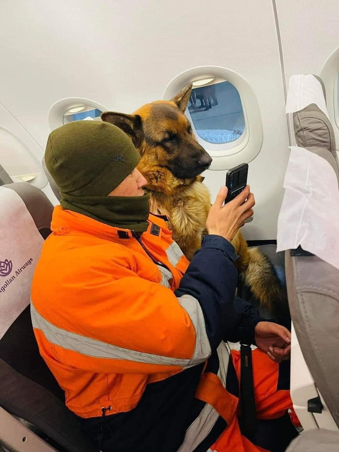 Mongolian rescue dog briefing on the plane before flight to Turkey 9GAG