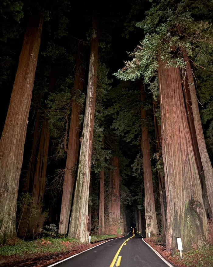 A night drive through the avenue of the giants - 9GAG