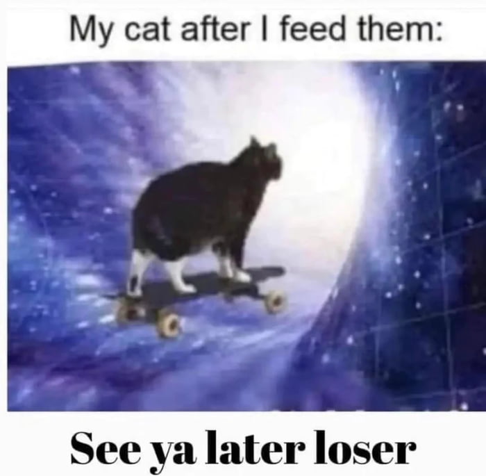 Grateful cat - 9GAG