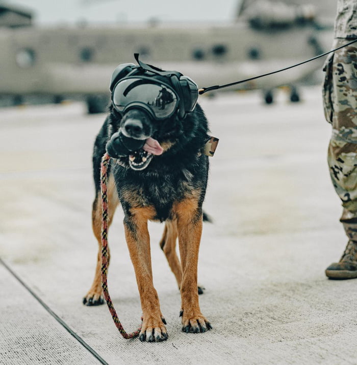 A Military Working Dog! 9GAG