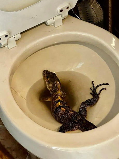 South Fla. man finds iguana in toilet bowl: 'I thought I was in