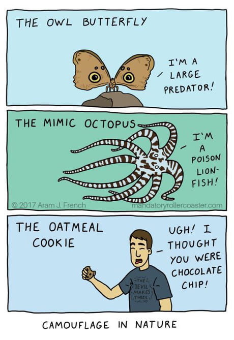 Masters of camouflage