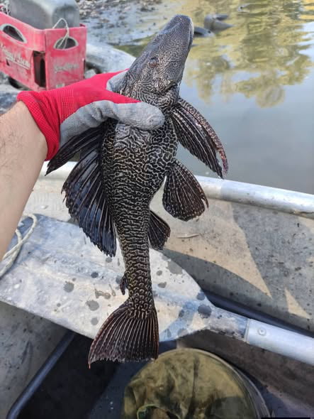 Caught in Danube river in Serbia a couple of months ago. Some nitwit emptied his fish tank in the river..