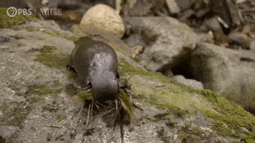 I was today years old when I found out platypuses had prehensile tails.