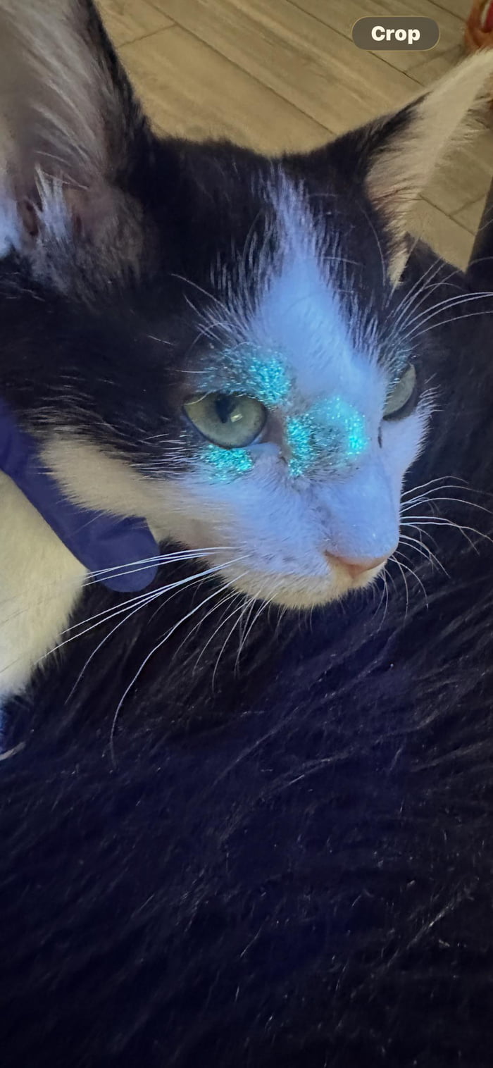 Glowing kitty ready for the rave