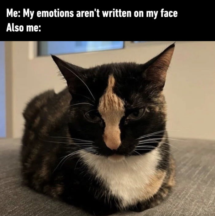 Perfect meow