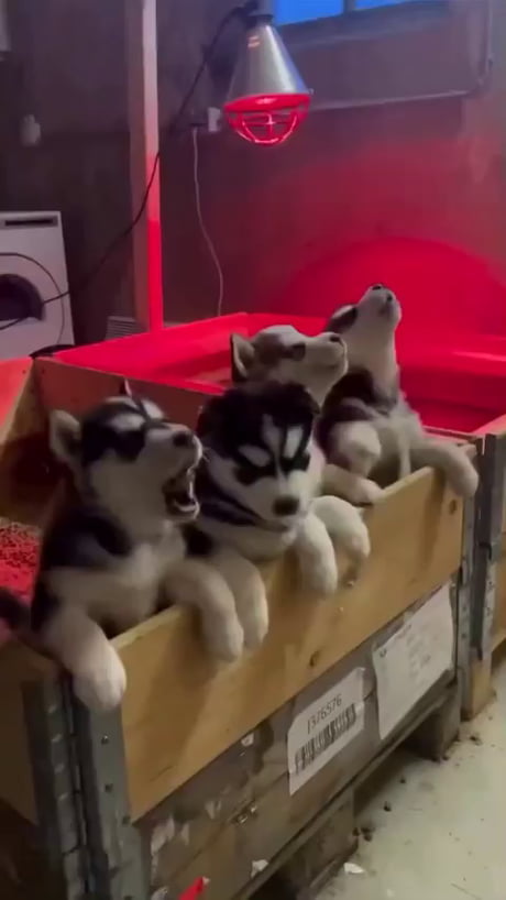 Mama husky and puppies howling