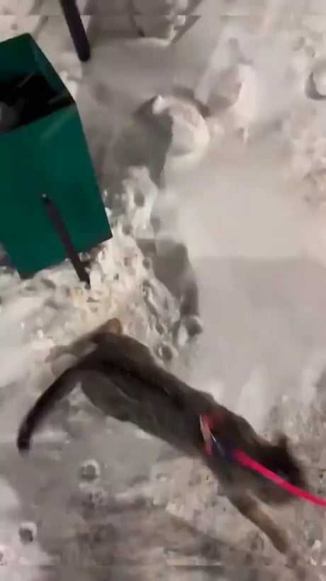 Cat is not ready for winter season