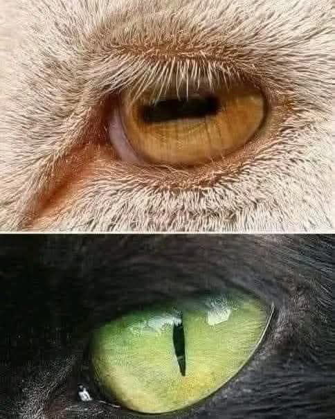 A horizontal line in the eye indicates that the animal is a herbivore, able to see the area comprehensively, giving it a wider field of vision and thus escaping. A vertical line in the eye indicates that the animal is a predator, a carnivore, able to see its target precisely.