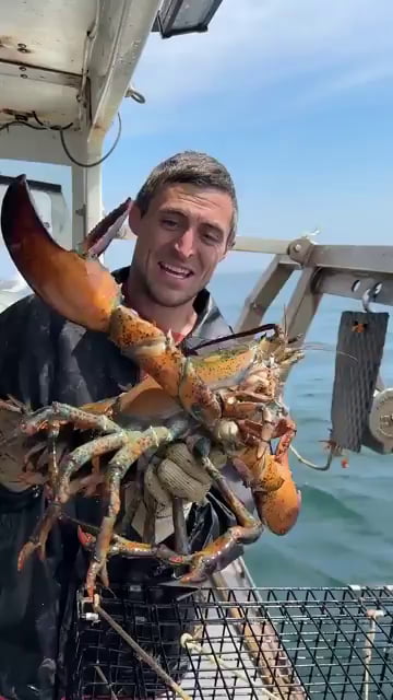 This lobster momma is going back to the ocean to lay her 70-80k eggs