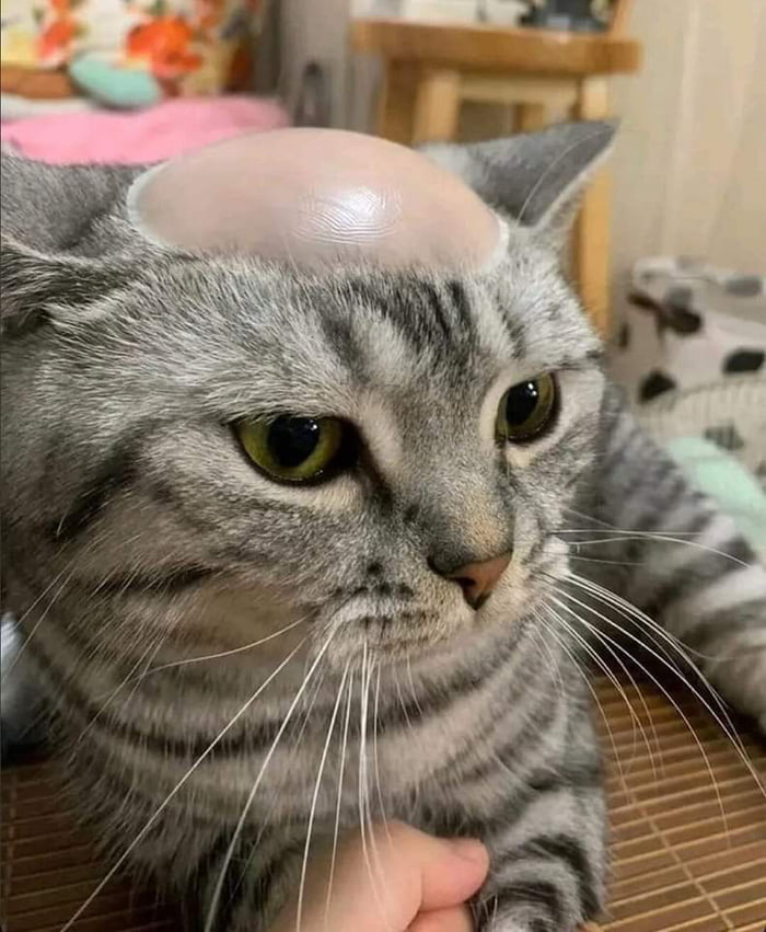 Bald head cat - 9GAG