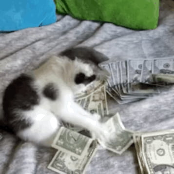 Don't ignore money cat