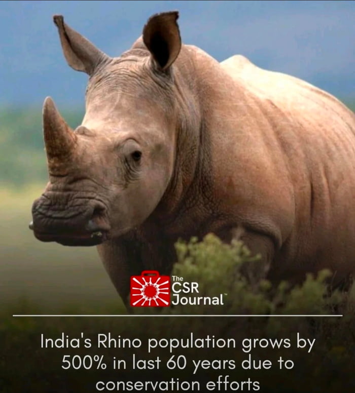 Good news for rhinos in India