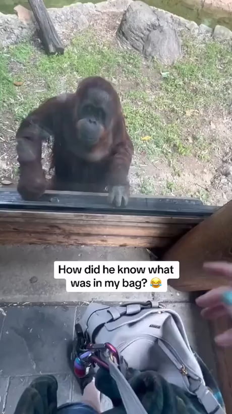 They’re too smart for us to be caging them like this. Poor creature.