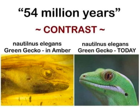54 million years