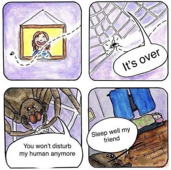 Spider cool dude