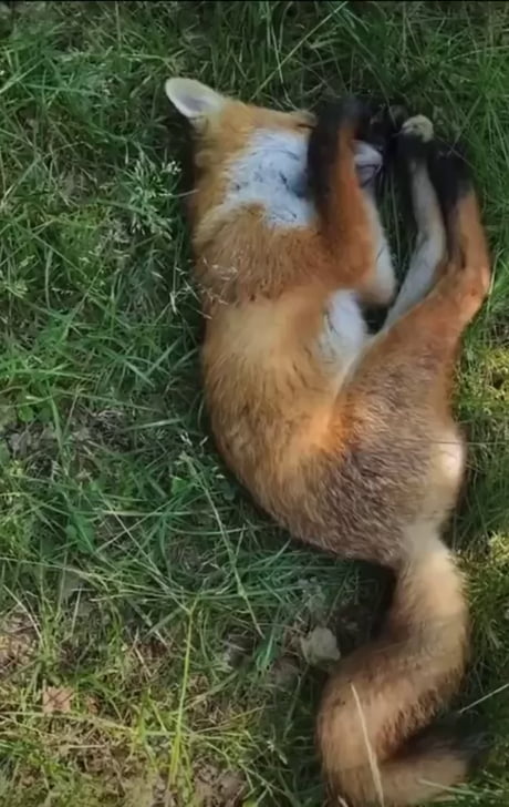 When Firefox takes a while to respond