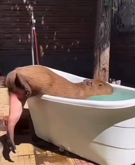 Capybaras actually have long legs