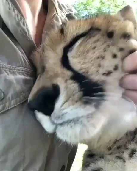 KITTY!