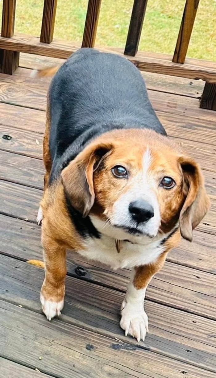 Today we said goodbye to our almost 20 year old beagle “Chance”