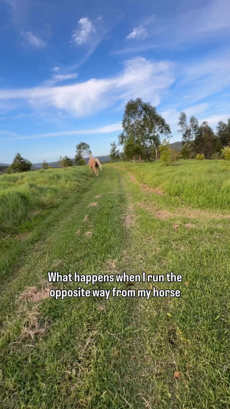 The horse is just saying 