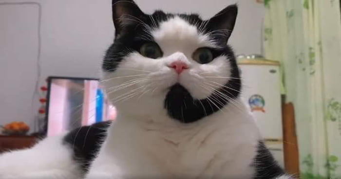Thank You For Calling How Meow I Help You 9GAG how-did-you-hear-about-us-meaning-in-hindi-how-did-you-hear-about-us