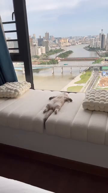 Little cat wakes up and stretches after a beautiful nap