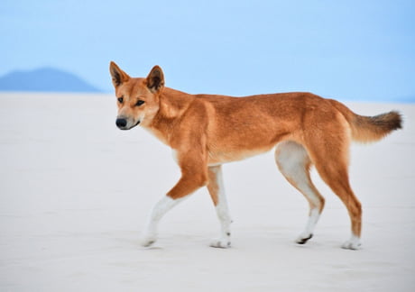 Australia warns of dingo attacks after tourist's bum bitten