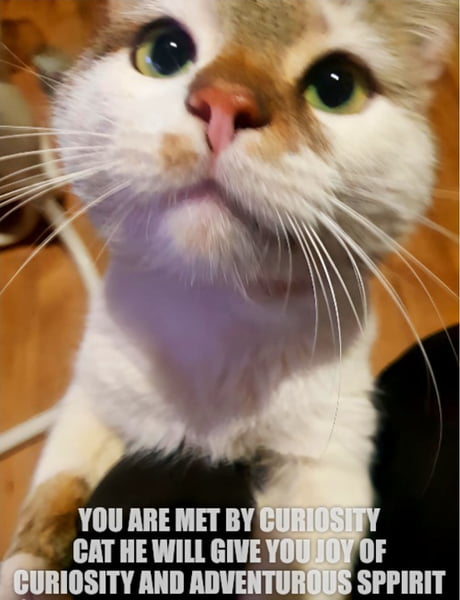 Best Funny Curiosity Killed The Cat Memes 9GAG