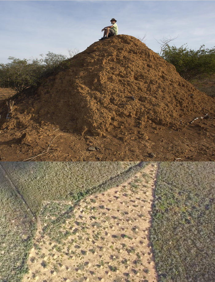 a-4000-year-old-termite-colony-in-the-forests-of-northeastern-brazil-is