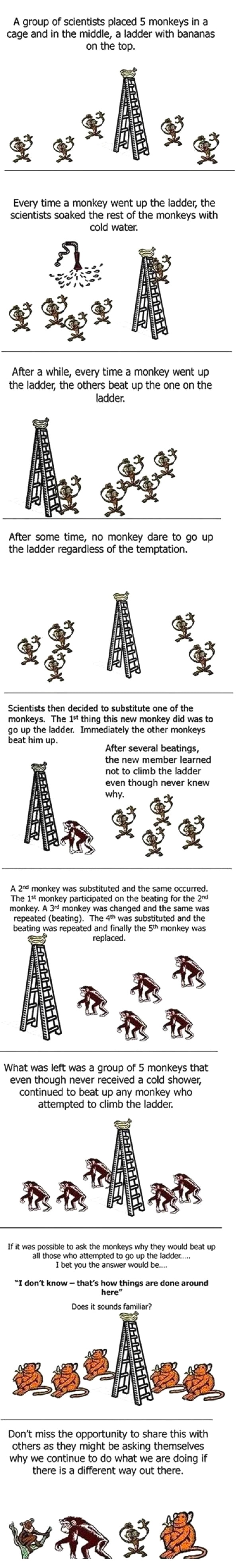 Curious Monkey Experiment: are you a blind follower? - 9GAG