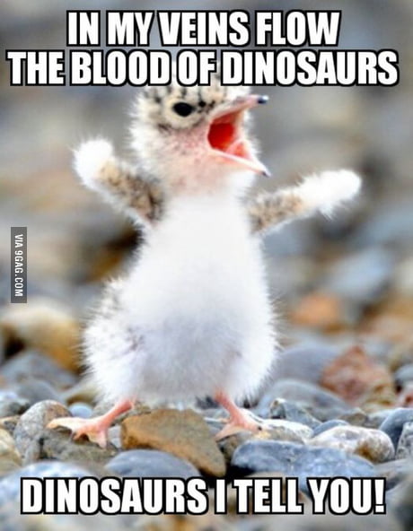 I'm going to hang this on the wall for my kid to learn about bird evolution  - 9GAG