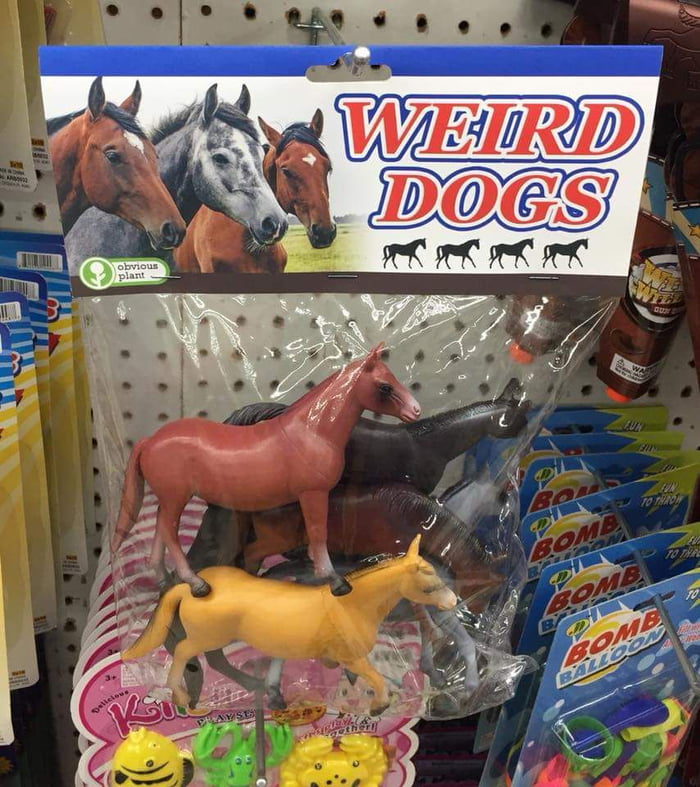 A very odd dog
