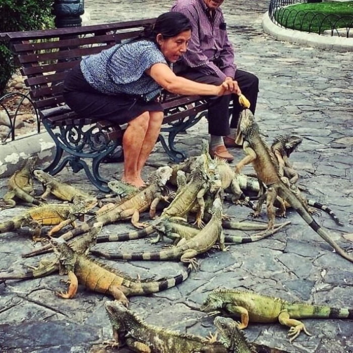 Feeding the 'birds' in Guatemala