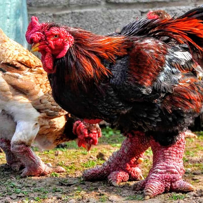 'Dong Tao' aka 'Dragon Chicken' : a rare Vietnamese chicken breed